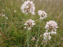 Allium suaveolens