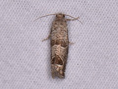 Pelochrista consobrinana