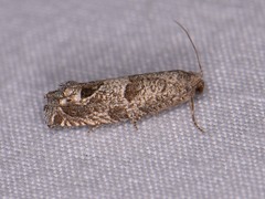 Pelochrista consobrinana