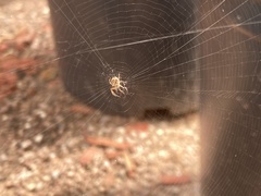 Araneus gemma