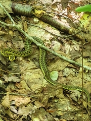 Thamnophis sirtalis pallidulus