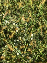 Boltonia asteroides