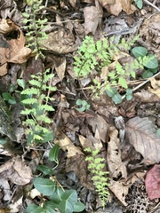 Cystopteris protrusa