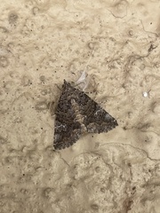 Eubolina impartialis