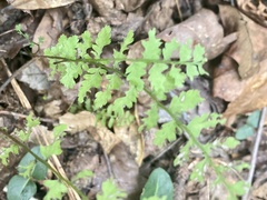 Cystopteris protrusa