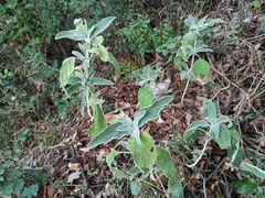 Phlomis fruticosa