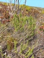 Cliffortia stricta