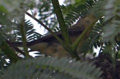 Spinus psaltria