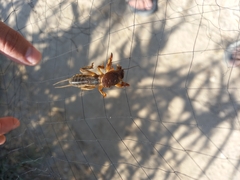 Gryllotalpa gryllotalpa