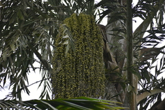 Caryota urens