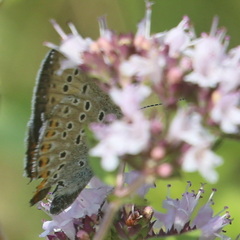 Lycaena alciphron