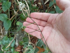 Ephedra foeminea
