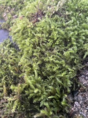 Eurhynchium striatum