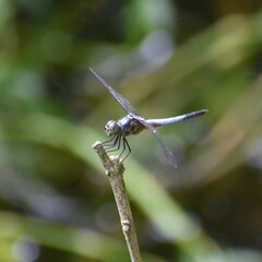 Brachydiplax chalybea