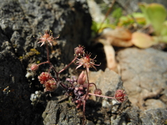 Monanthes brachycaulos image