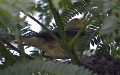 Spinus psaltria