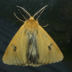 Diacrisia sannio