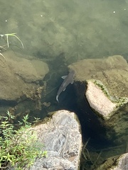 Cyprinus