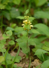 Lamium galeobdolon