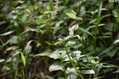 Brachydiplax chalybea