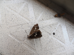 Pyrginae