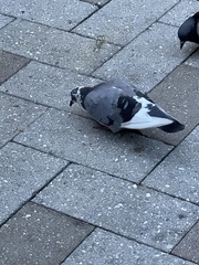 Columba livia domestica
