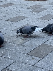 Columba livia domestica