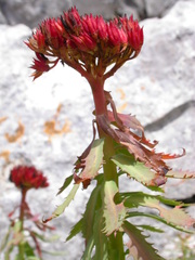 Rhodiola rosea