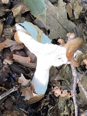 Russula ochroleuca