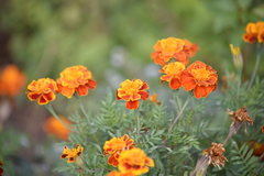 Tagetes patula