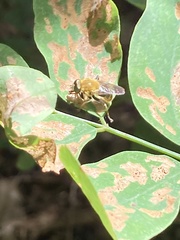 Pterallastes thoracicus