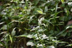 Brachydiplax chalybea