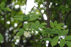 Staphylea pinnata
