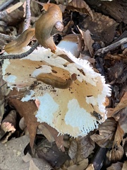 Russula ochroleuca