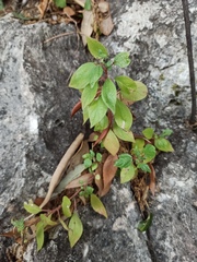 Parietaria judaica