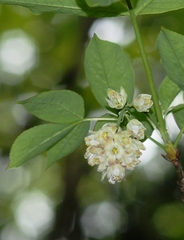 Staphylea pinnata