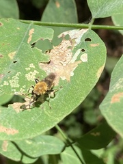 Pterallastes thoracicus