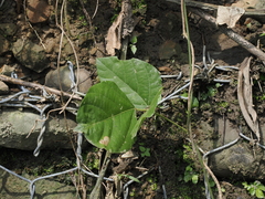 Pueraria montana