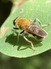 Pterallastes thoracicus