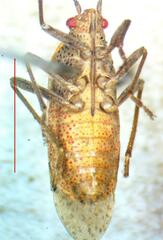 Rhopalidae
