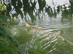 Varanus salvator macromaculatus