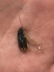 Tetracha carolina