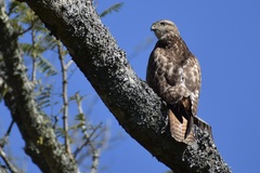 Buteo trizonatus