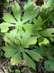 Podophyllum peltatum