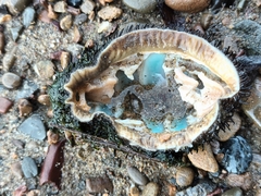 Polyplacophora