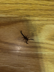 Vaejovis carolinianus