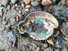 Polyplacophora