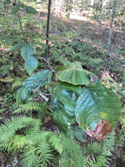 Litylenchus crenatae