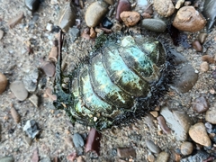 Polyplacophora