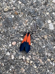 Lycomorpha pholus